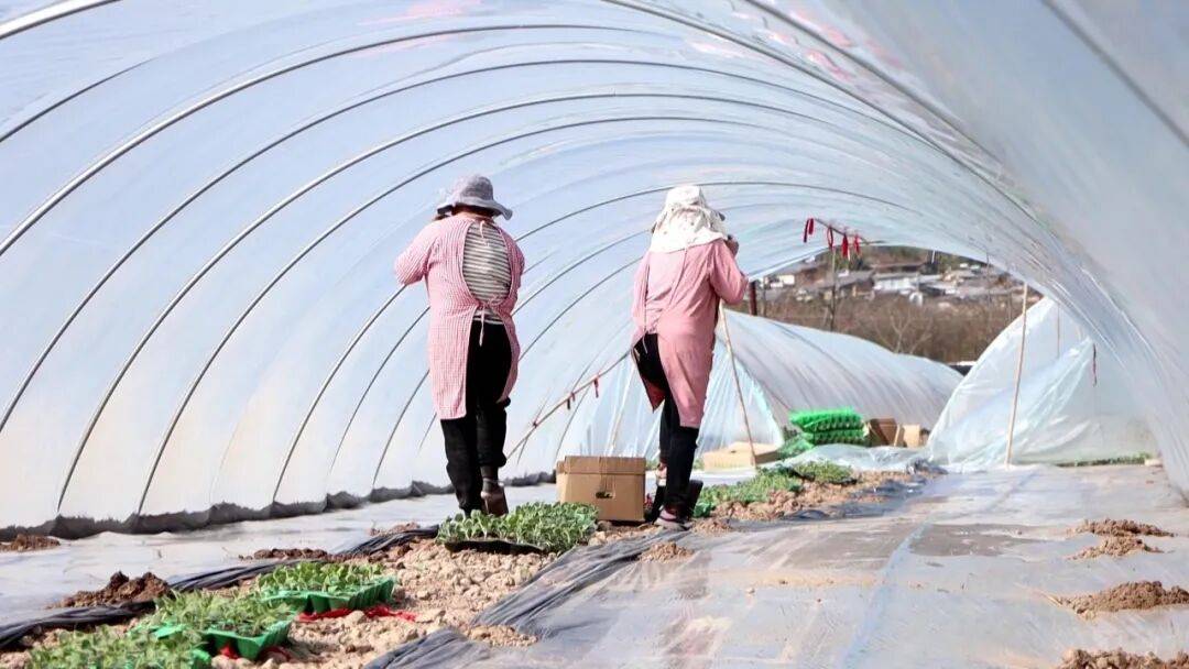 坐等夏天吃瓜！