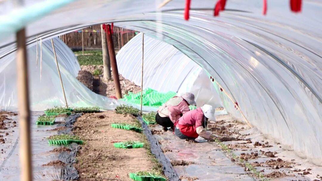 坐等夏天吃瓜！