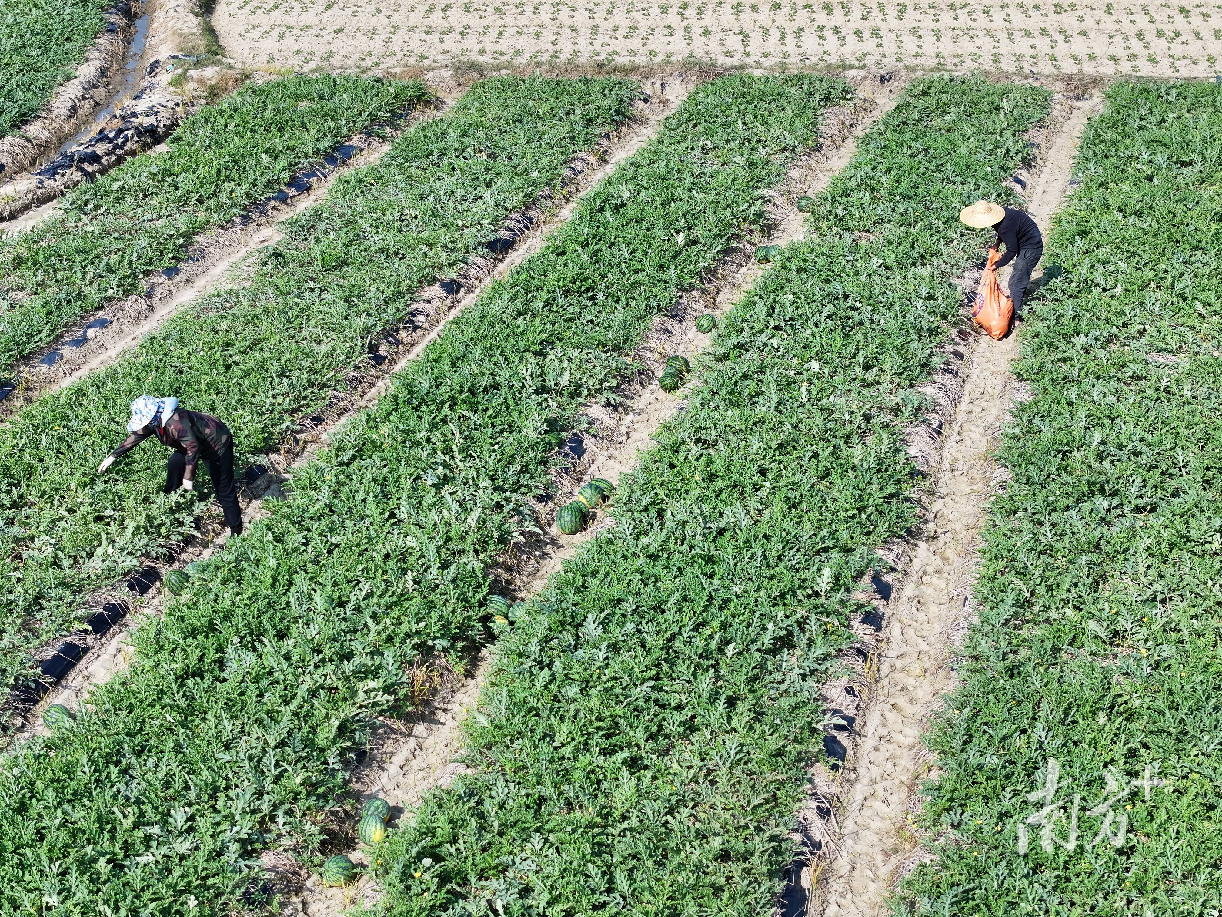 新疆人，吃上了阳江瓜