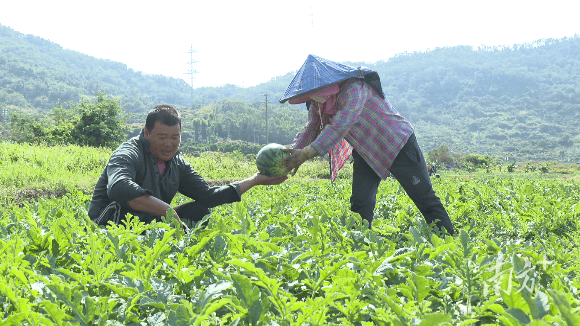 新疆人，吃上了阳江瓜