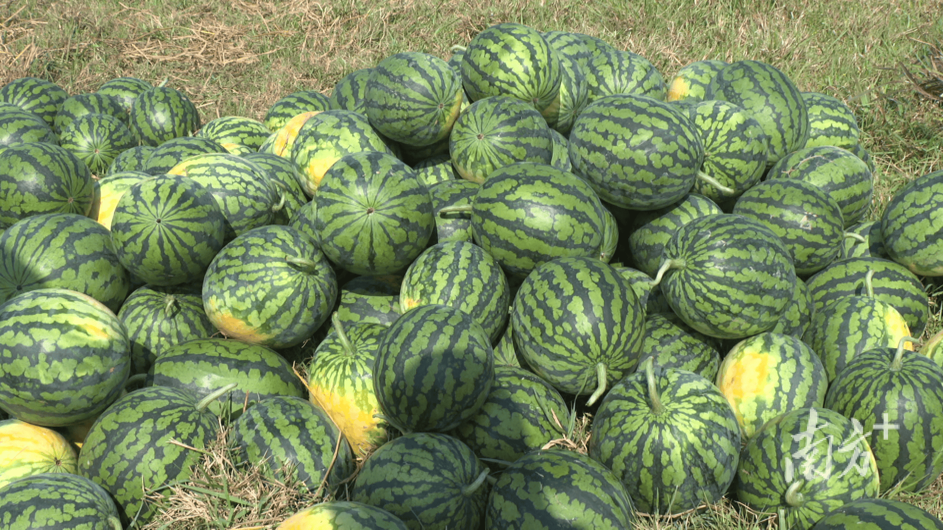 新疆人，吃上了阳江瓜