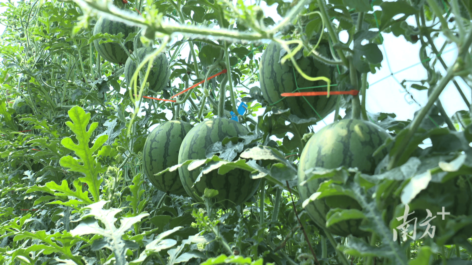 新疆人，吃上了阳江瓜