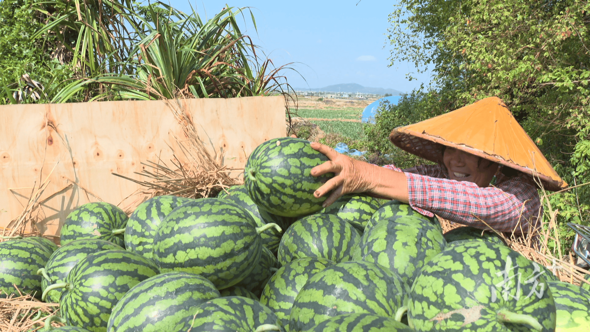 新疆人，吃上了阳江瓜