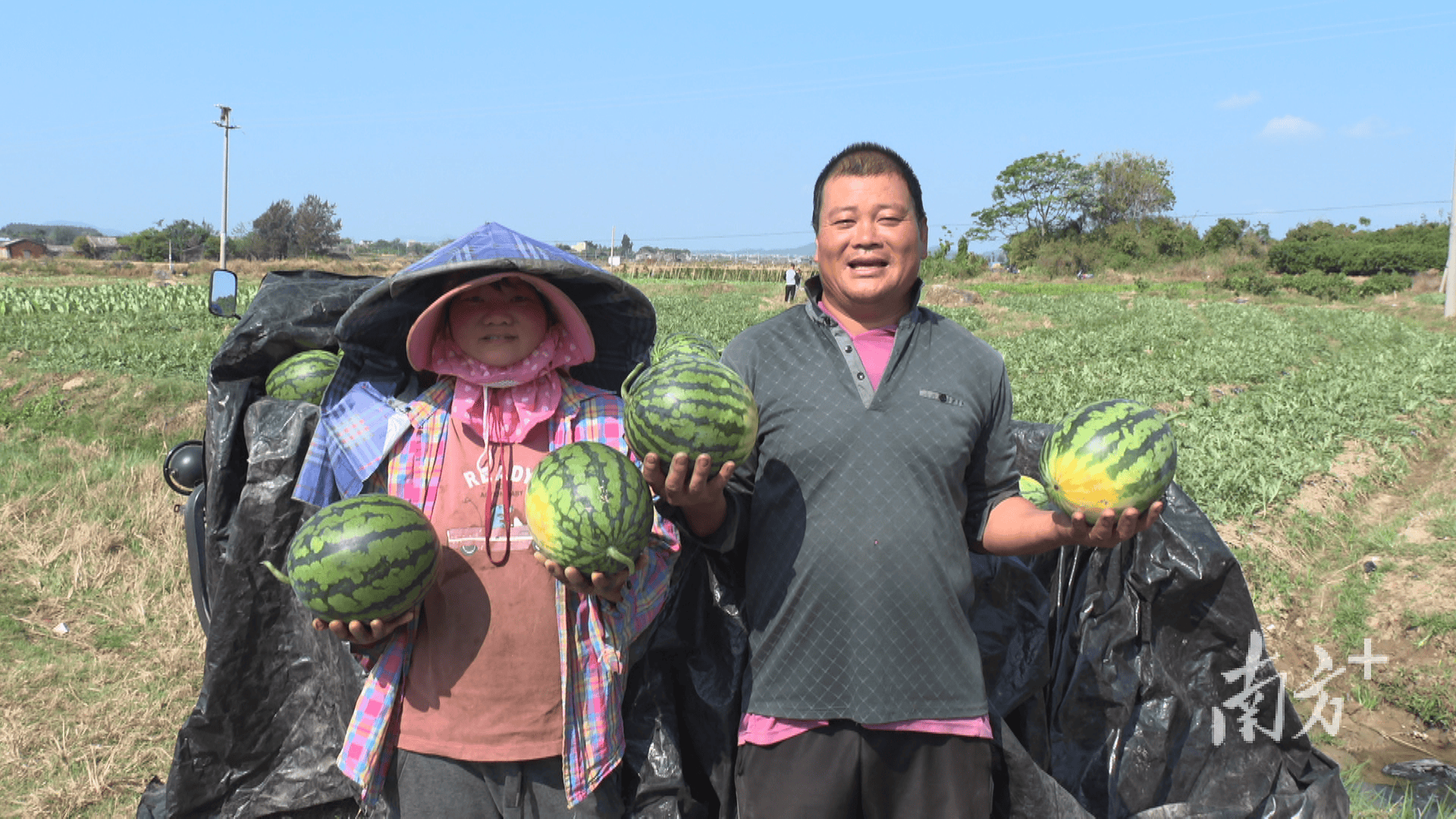 新疆人，吃上了阳江瓜